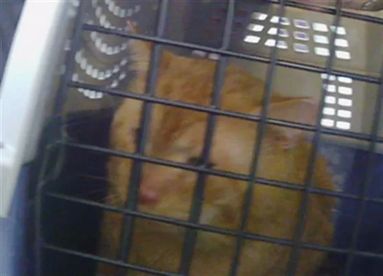 An adult small-sized male Domestic Medium Hair cat named A for adoption in Charlotte, NC