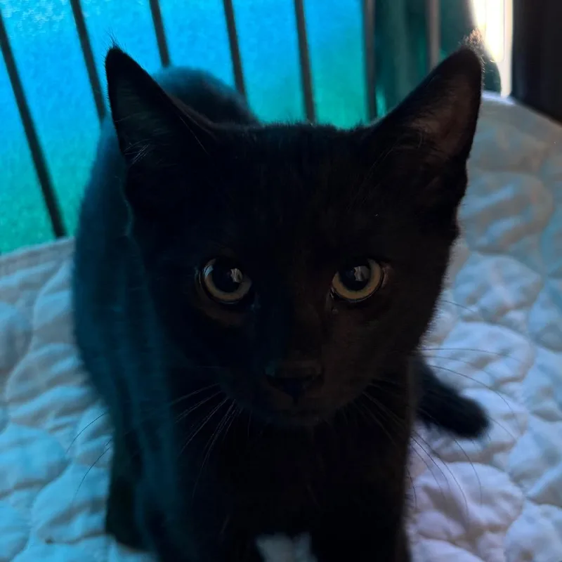 A baby small-sized male Black Domestic Short Hair cat named Catrick for adoption in Santa Barbara, CA