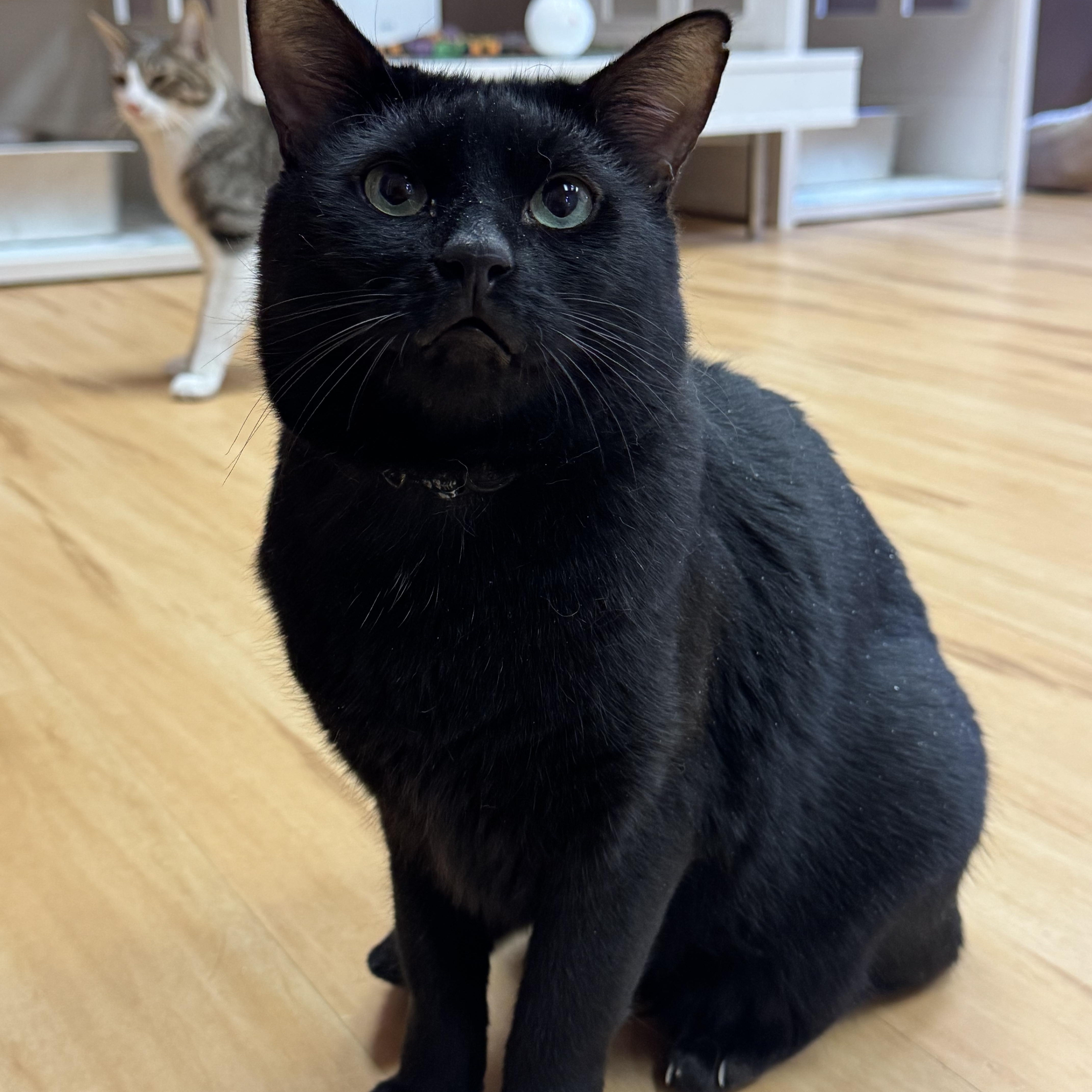 A young medium-sized male Black Domestic Short Hair cat named Shadow for adoption in North Haven, CT