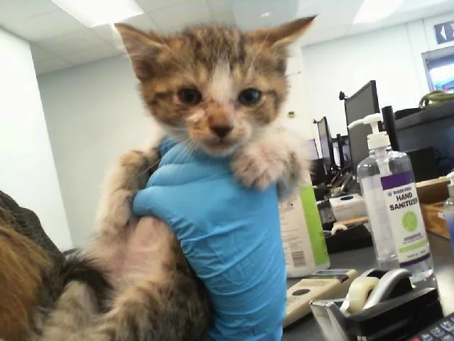 A baby small-sized male Domestic Short Hair cat named Yellow for adoption in Charlotte, NC
