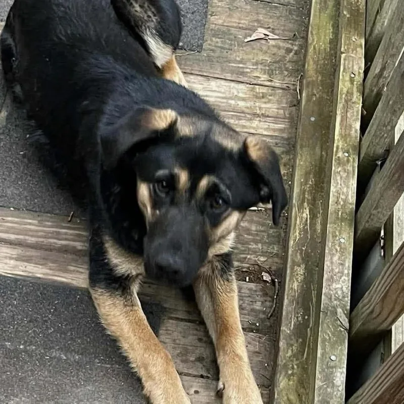 A young medium-sized female Black German Shepherd Dog dog named Greta for adoption in Farmersville, OH