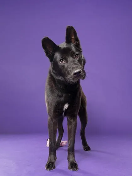 An adult medium-sized female Mixed Breed dog named Tango for adoption in Atlanta, GA