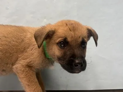 A baby small-sized female Labrador Retriever dog named Magnolia for adoption in Golden Valley, MN