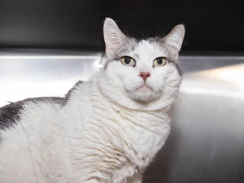 An adult medium-sized female Domestic Short Hair cat named Azula for adoption in Lansing, KS
