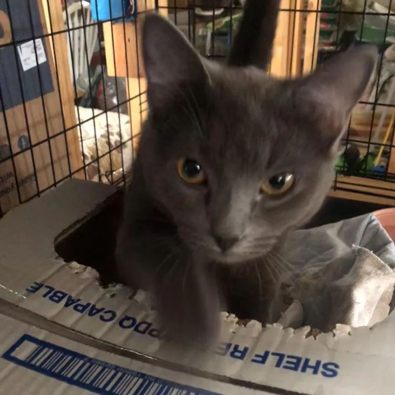 A baby small-sized female Gray / Blue / Silver Domestic Short Hair cat named Storm for adoption in Newburgh, NY
