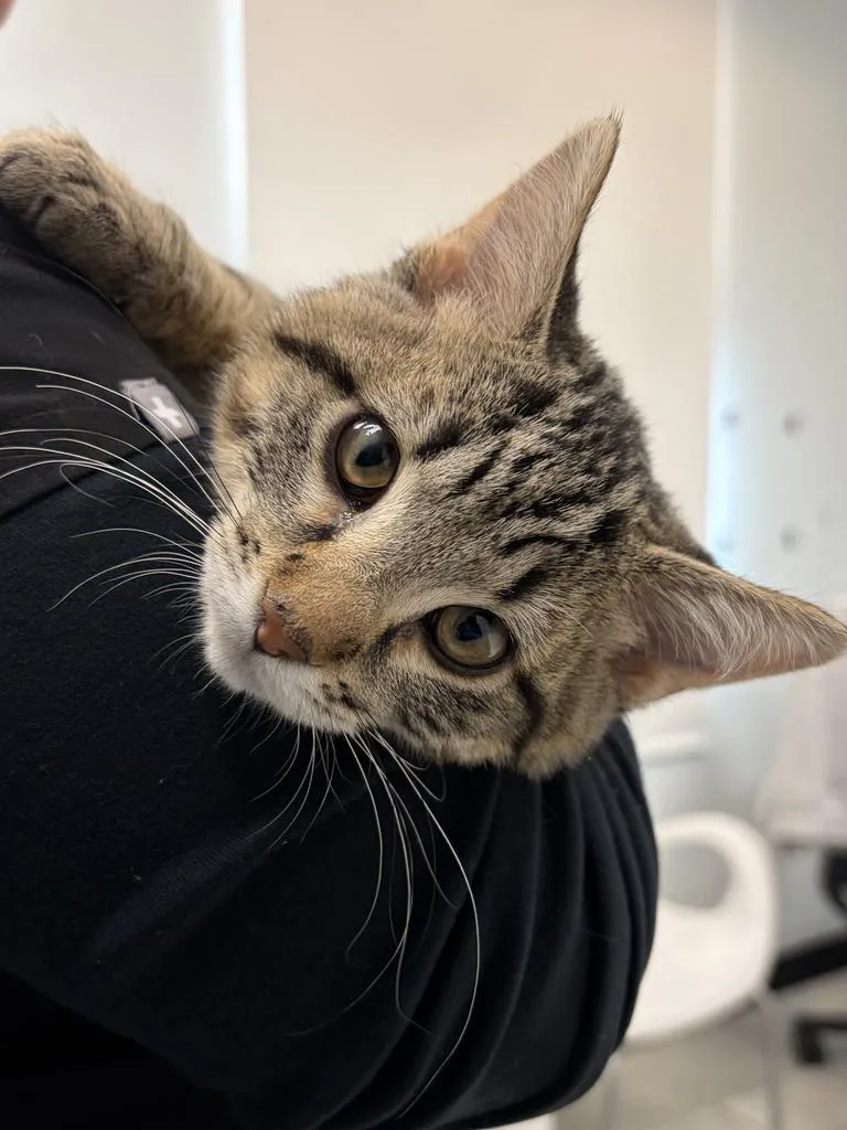 A baby medium-sized male Domestic Short Hair cat named Oliver for adoption in Saint Paul, MN