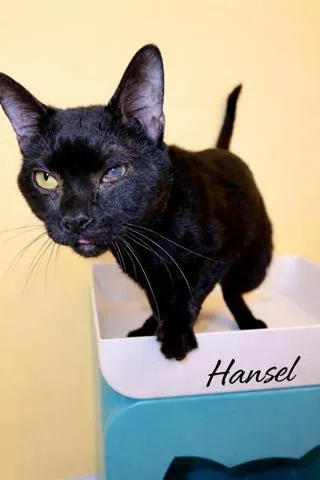 An adult medium-sized male Domestic Short Hair cat named Hansel for adoption in Fairfax, VA