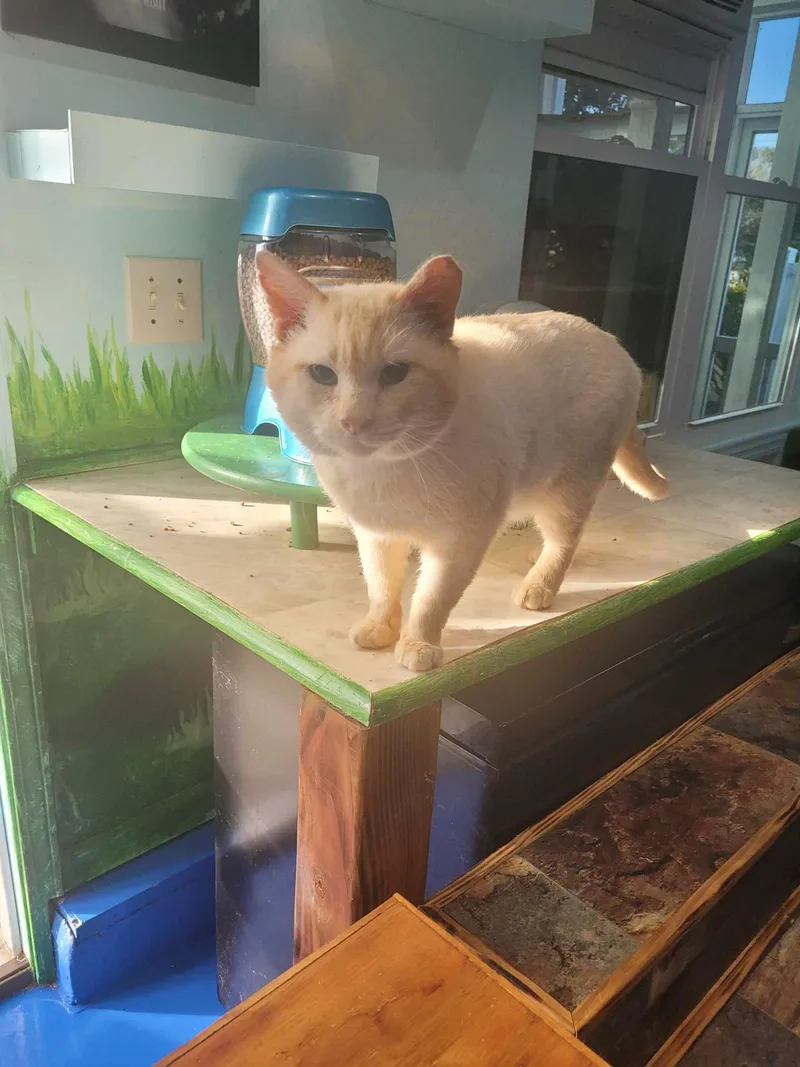 White  Boy  thumbnail 3