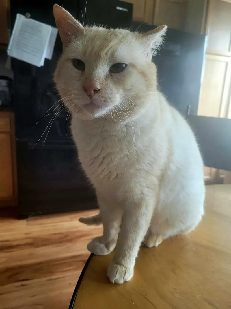 White  Boy  thumbnail 4