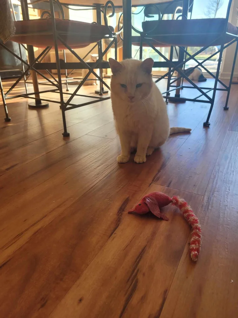 White  Boy  thumbnail 5