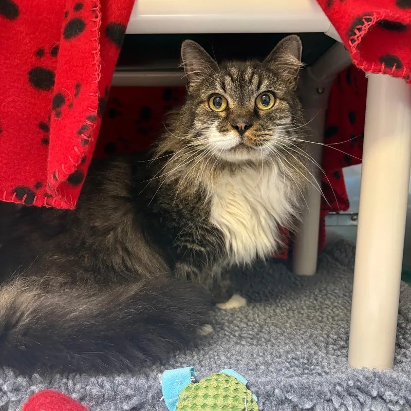 An adult large-sized male Domestic Long Hair cat named Fluffy for adoption in Morrisville, VT