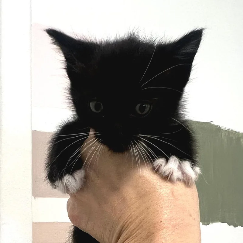 A baby small-sized male Black Domestic Short Hair cat named Shane for adoption in Long Beach, CA
