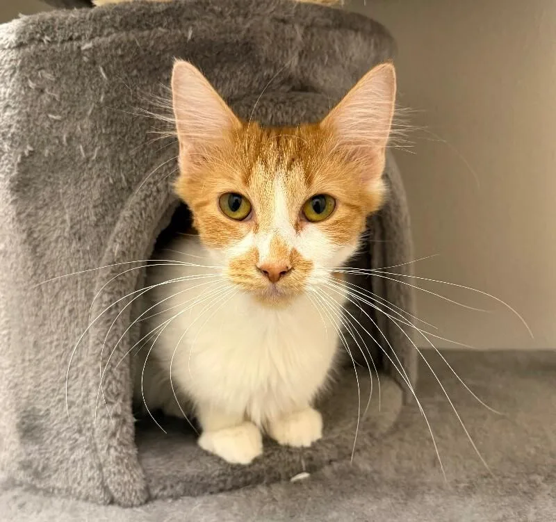 An adult medium-sized female Domestic Long Hair cat named Fluffers for adoption in Yankton, SD