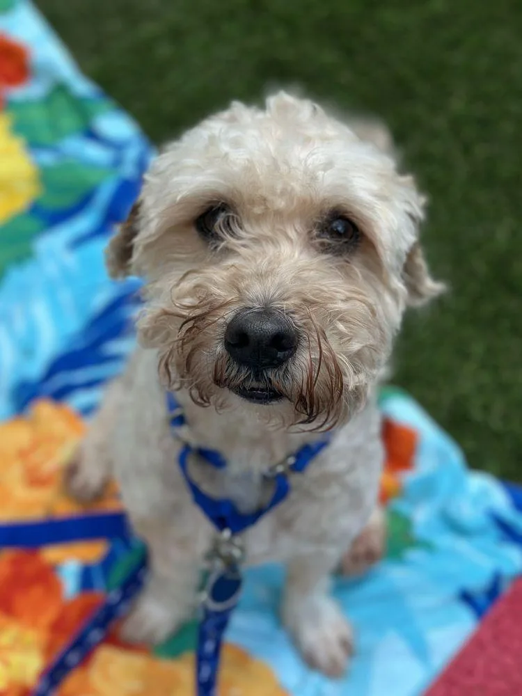 An adult medium-sized male White / Cream Mixed Breed dog named River for adoption in Alexandria, VA