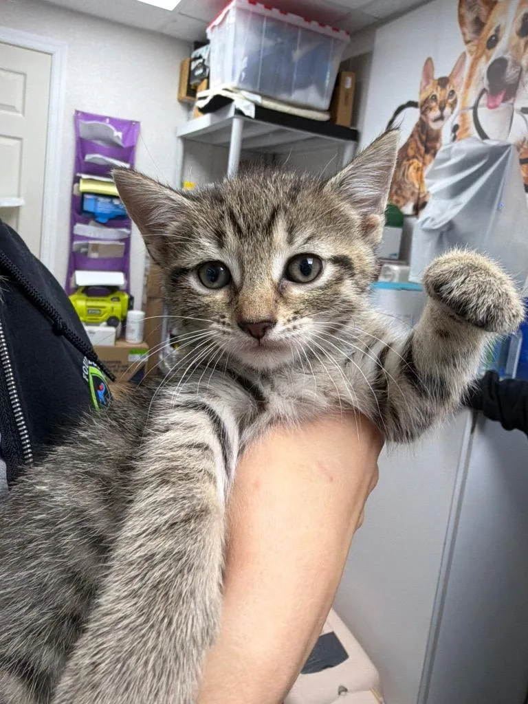 A baby medium-sized male Domestic Short Hair cat named Sunny for adoption in Pomona, NY