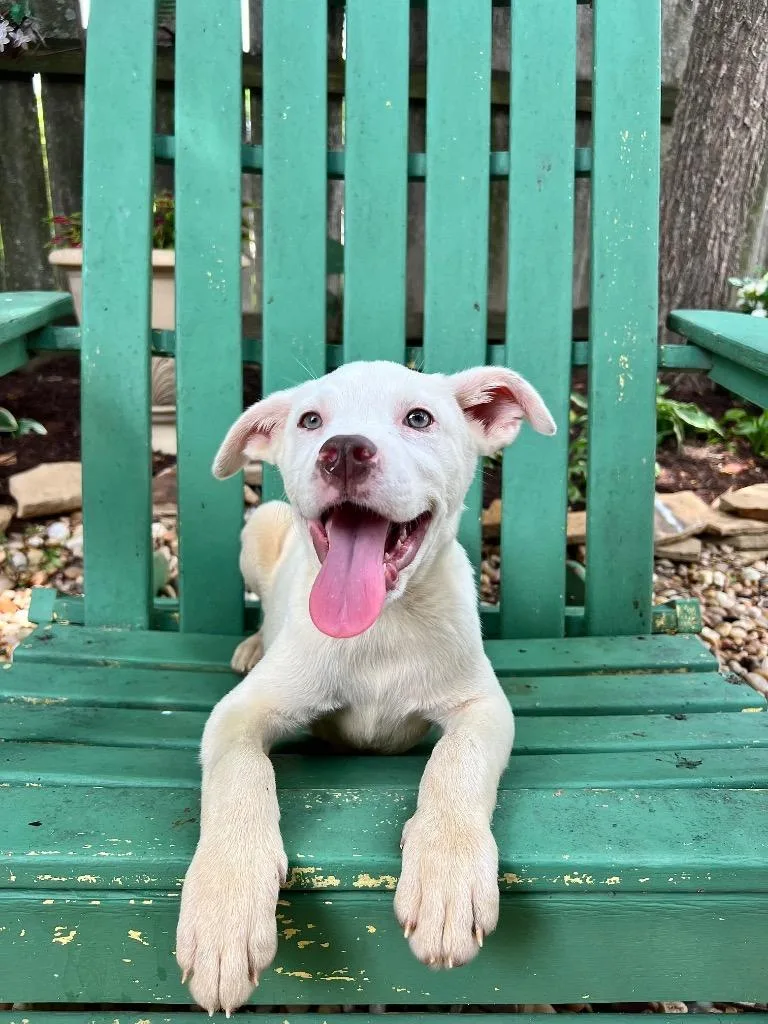 A baby large-sized male Pit Bull Terrier dog named Butterscotch for adoption in Princeton, MA