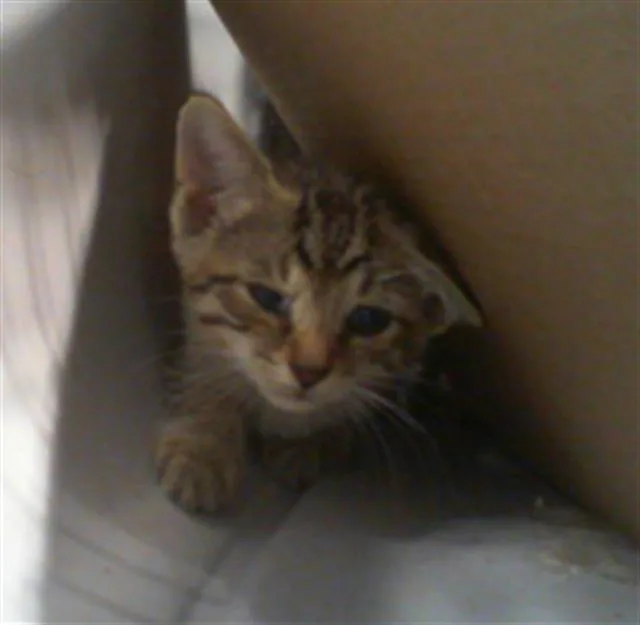 Willow