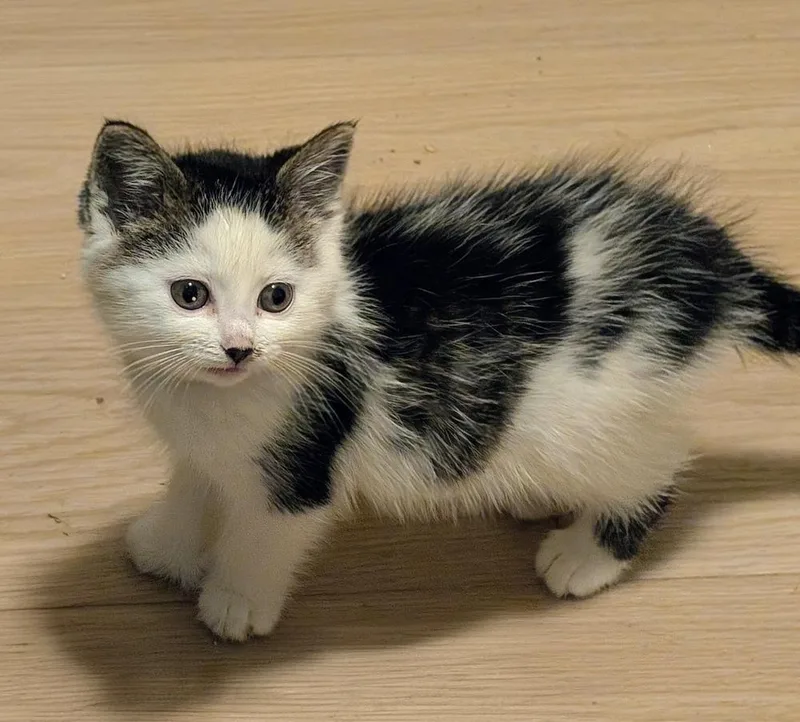 A baby small-sized female Black & White / Tuxedo Domestic Short Hair cat named Coquina for adoption in Anoka, MN
