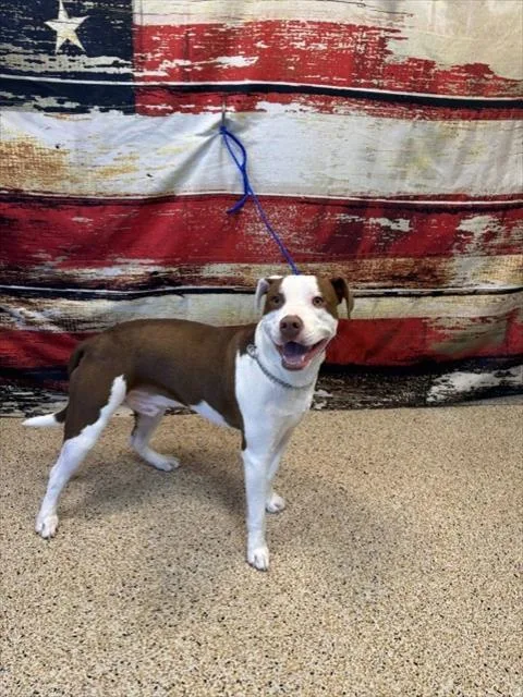 A young large-sized male American Bulldog dog named Bocefus for adoption in Miami, FL