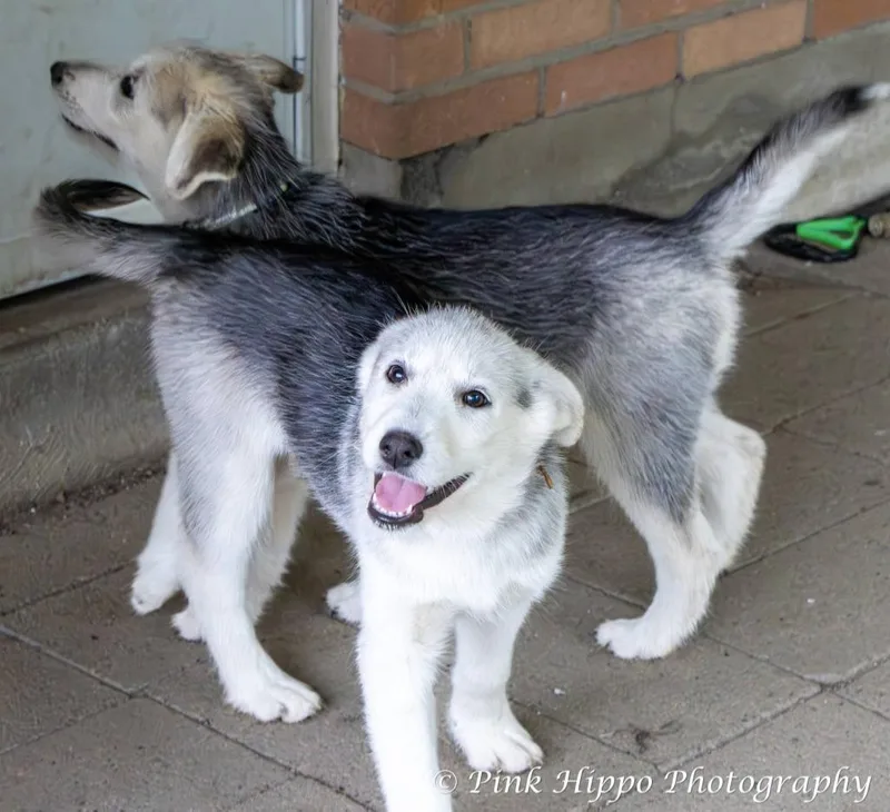 A baby medium-sized female Husky dog named Kyah for adoption in Kettering, OH