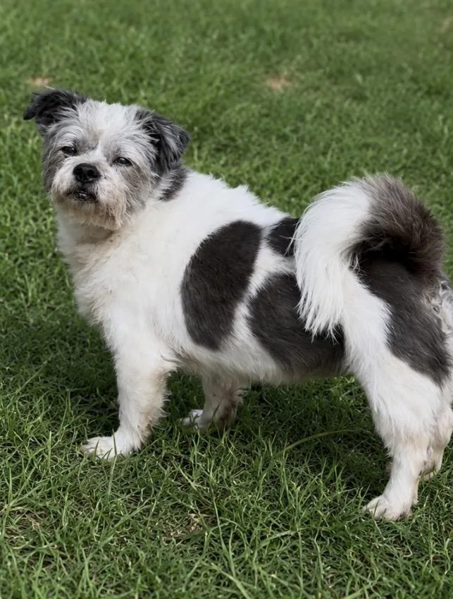 A senior small-sized female White / Cream Terrier dog named Bee for adoption in Pelham, NH