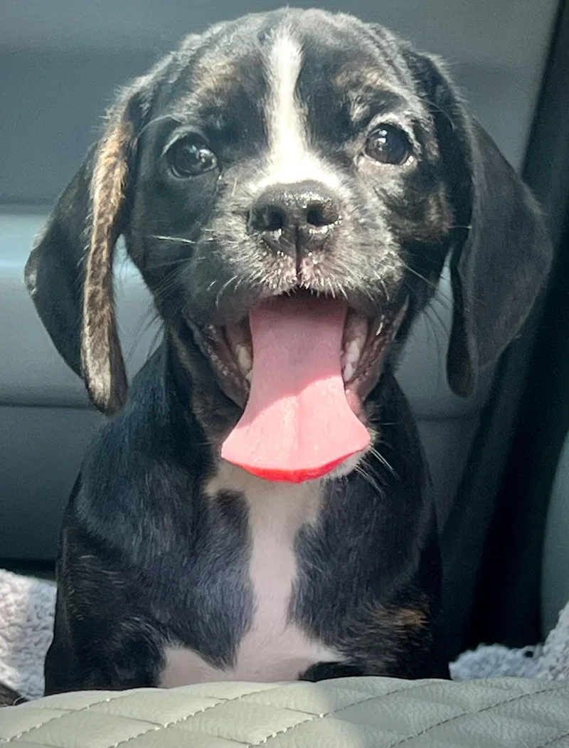 A baby medium-sized female Brindle Mixed Breed dog named Gazoo for adoption in Mt Pleasant, SC