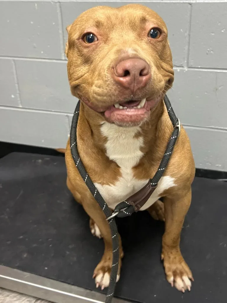 An adult medium-sized male Brown / Chocolate Pit Bull Terrier dog named Bigman for adoption in Trenton, NJ