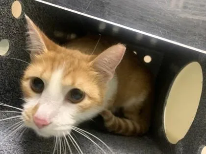 An adult small-sized female Domestic Short Hair cat named Rose for adoption in New Orleans, LA