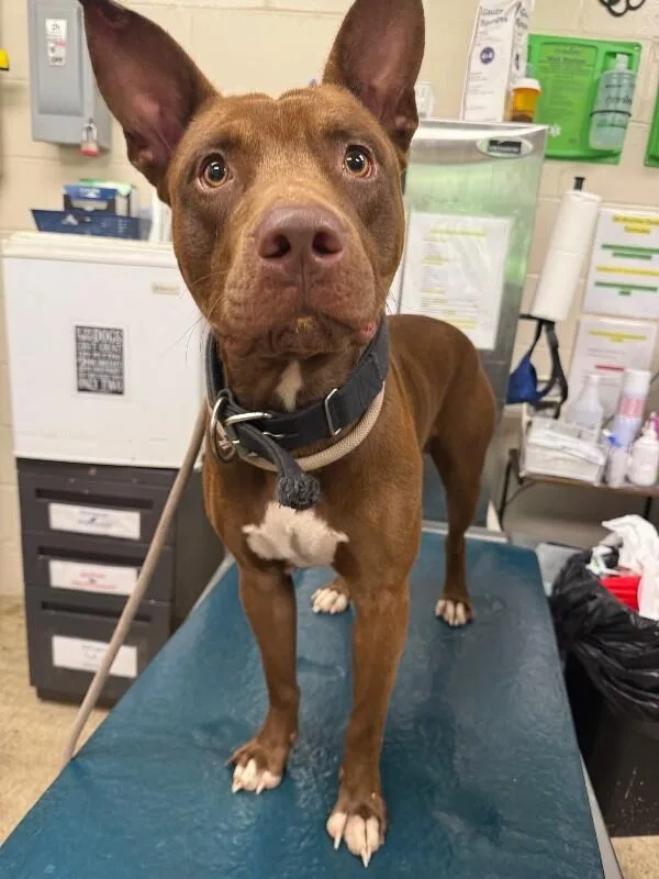 An adult medium-sized male Red / Chestnut / Orange American Bulldog dog named Thor for adoption in Mobile, AL