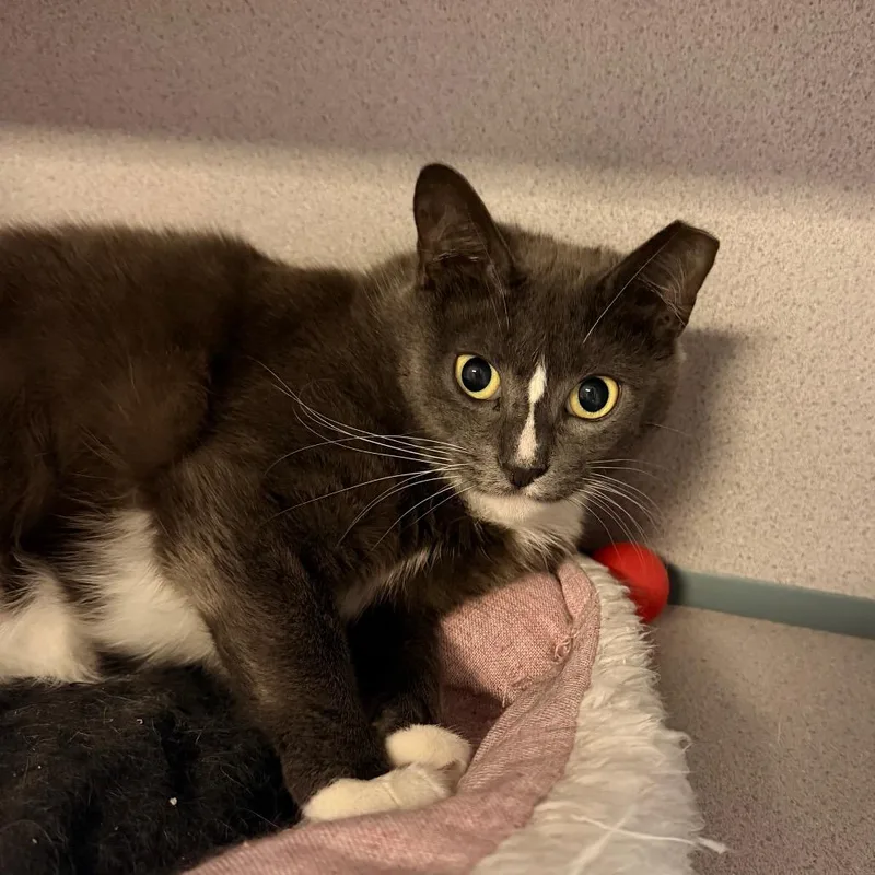 An adult large-sized female Gray / Blue / Silver Domestic Short Hair cat named Erin for adoption in Port Charlotte, FL
