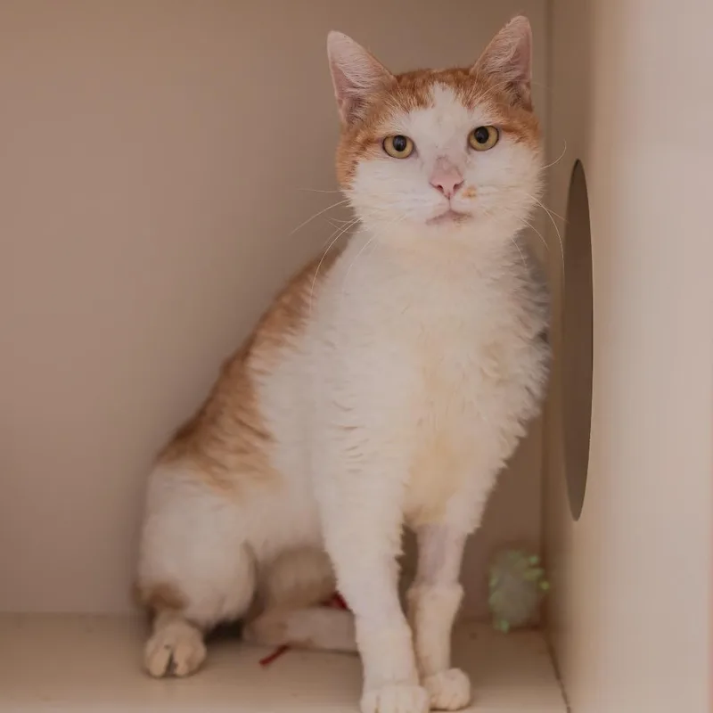 An adult small-sized male Orange / Red Domestic Short Hair cat named Arlington for adoption in Los Angeles, CA