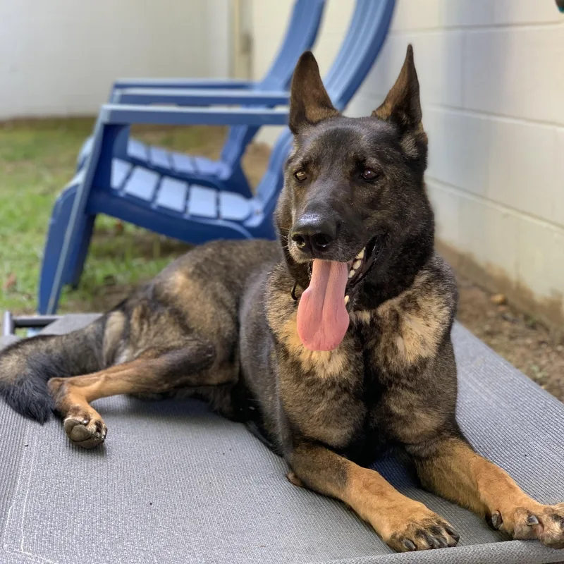 An adult medium-sized female Black German Shepherd Dog named Katana for adoption in POLKTON, NC