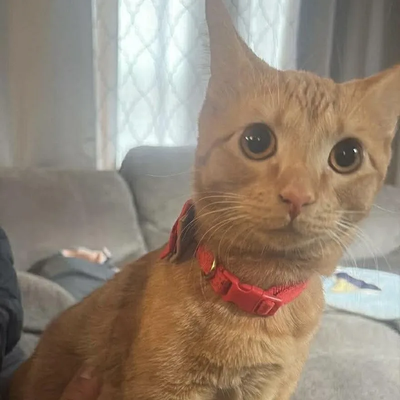 A young medium-sized male Orange / Red Domestic Short Hair cat named Sunny for adoption in Chillicothe, IL