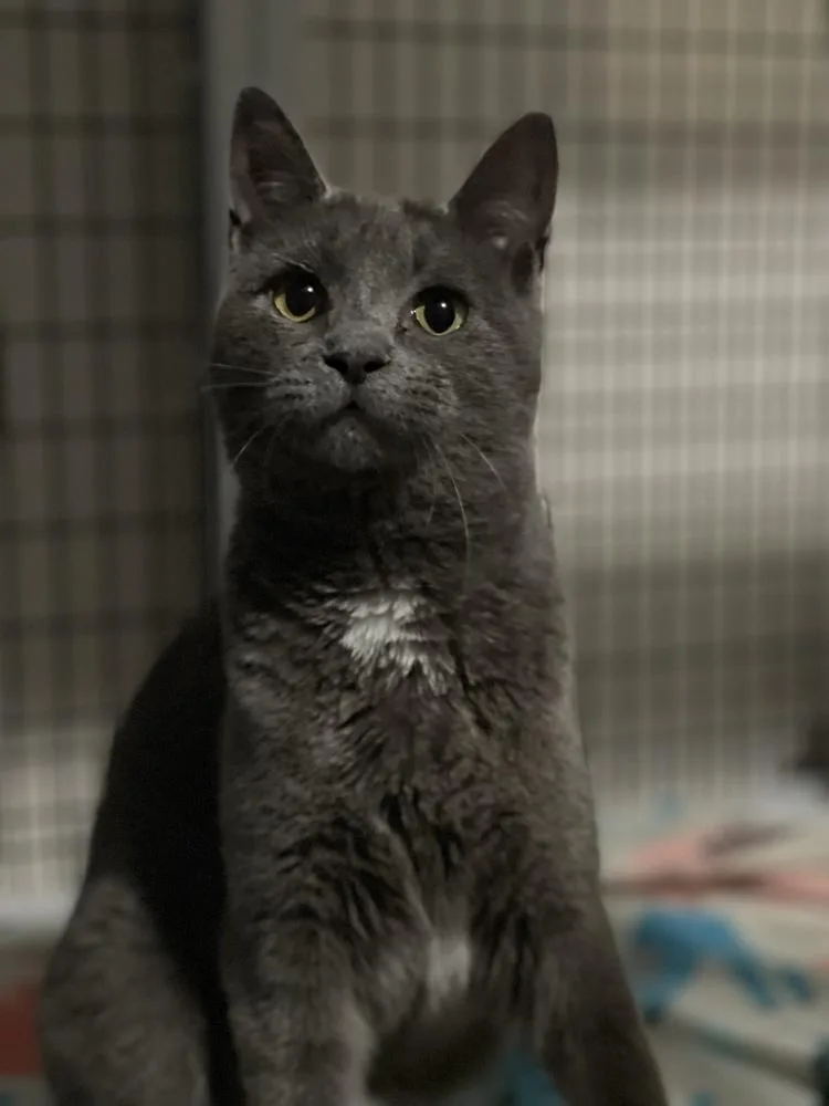 Zuul Silver thumbnail 2