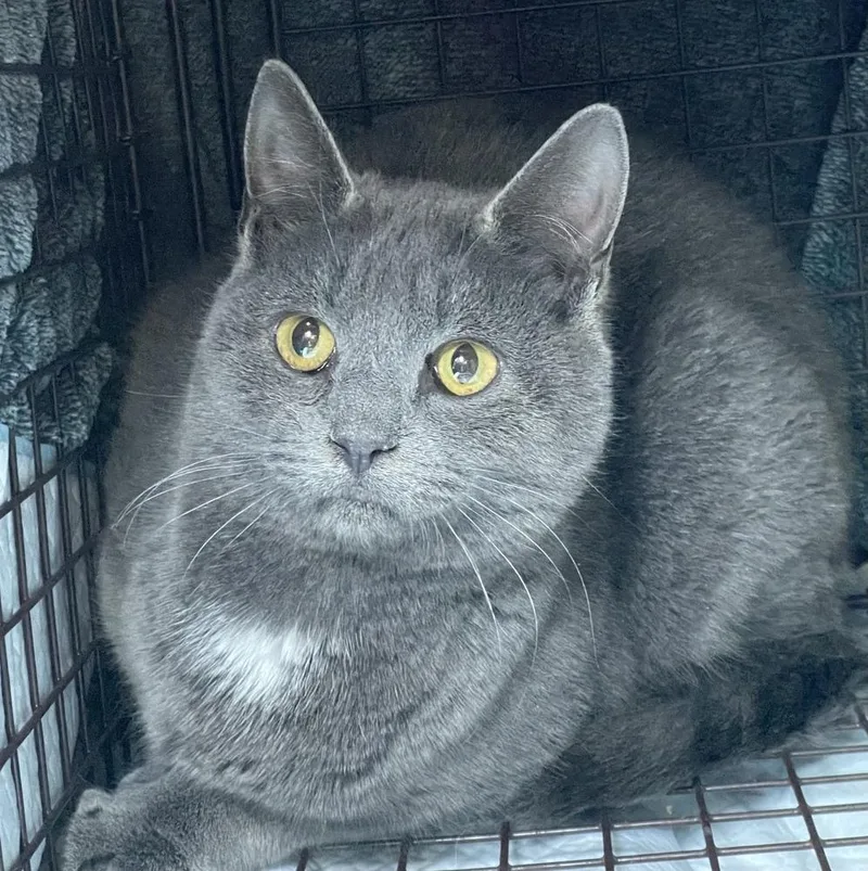 Zuul Silver thumbnail 4