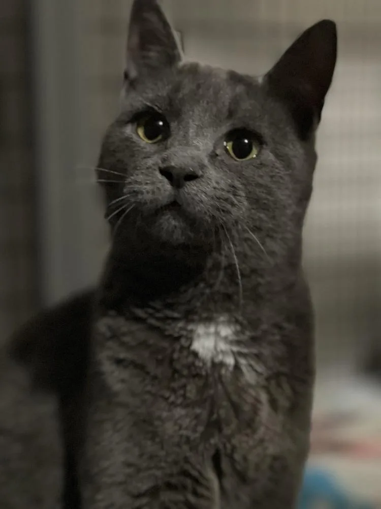 Zuul Silver thumbnail 5