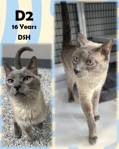 A senior medium-sized male Lilac Point Domestic Short Hair cat named D for adoption in Franklin, IN