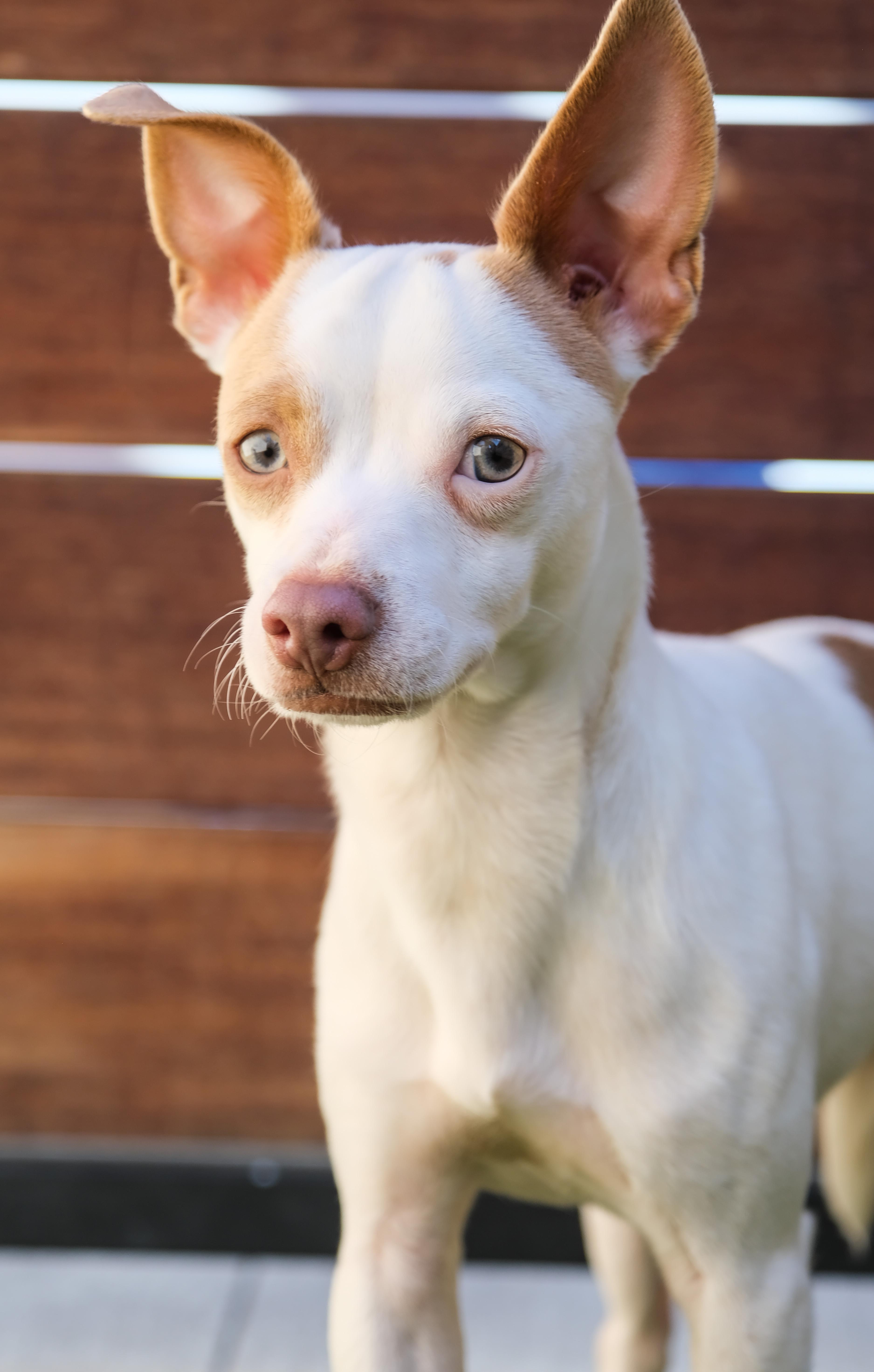 A young small-sized male White / Cream Chihuahua dog named Enzo for adoption in Newport Beach, CA