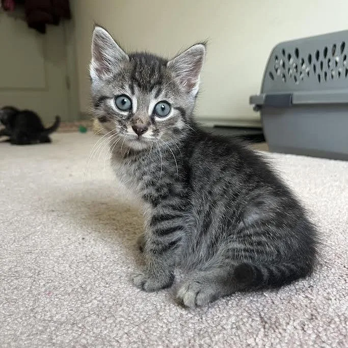 A baby small-sized male Domestic Long Hair cat named Tengu for adoption in Dearborn, MI