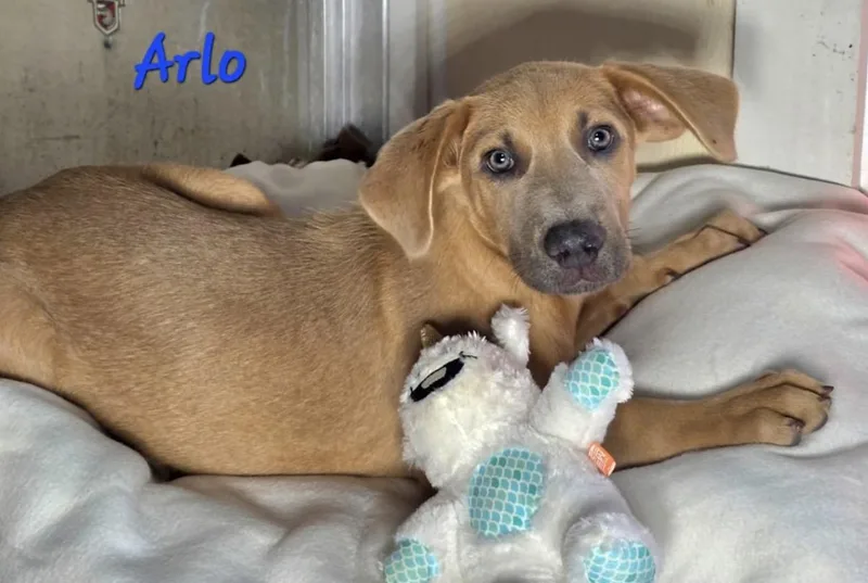 Arlo