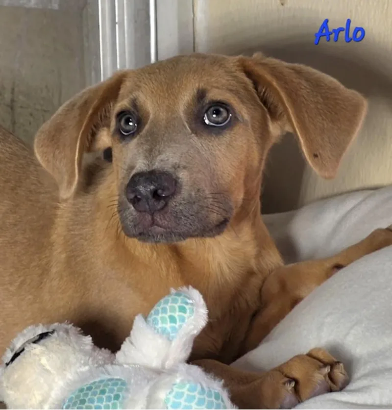 Arlo thumbnail 2
