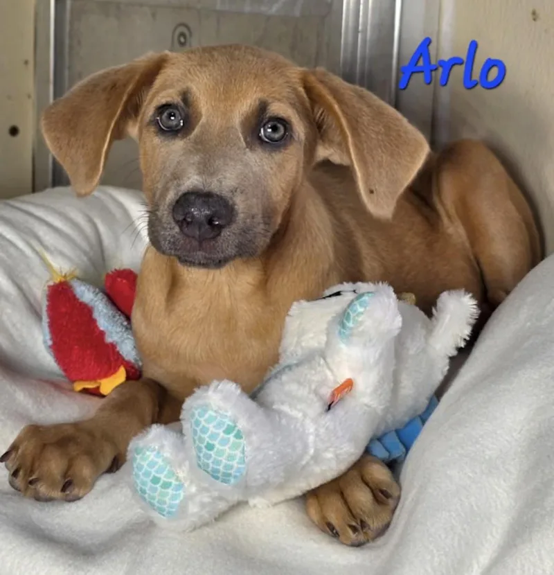 Arlo thumbnail 3