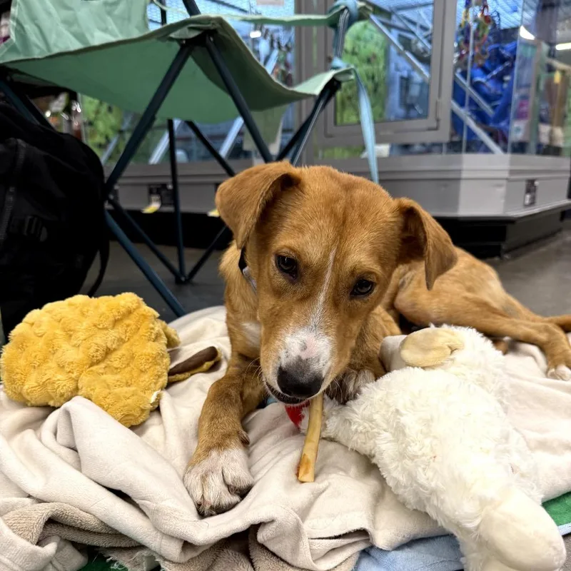 A young medium-sized female Yellow / Tan / Blond / Fawn Mixed Breed dog named Sutton for adoption in Buffalo, MN