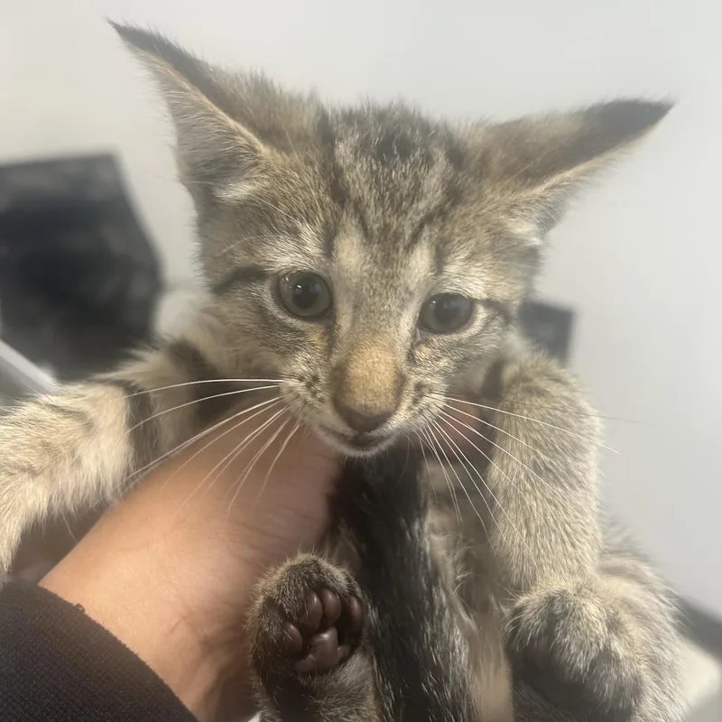 A baby small-sized male Gray / Blue / Silver Domestic Short Hair cat named Vincent for adoption in Philadelphia, PA