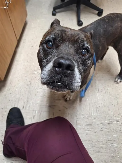 An adult large-sized male Boxer dog named Monk for adoption in Killeen, TX