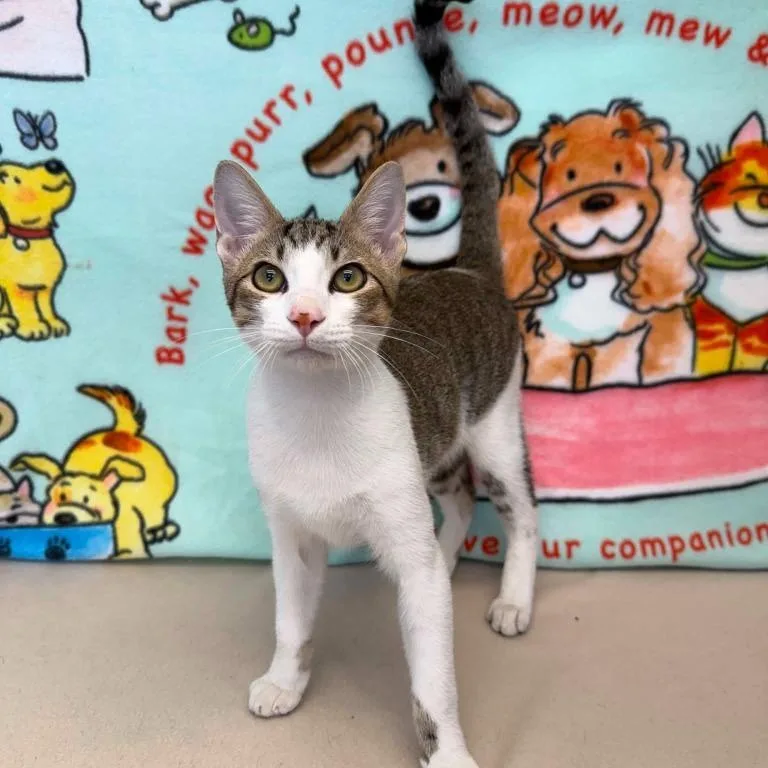 A baby medium-sized male Tabby (Gray / Blue / Silver) Domestic Short Hair cat named Rum Chata for adoption in Benld, IL