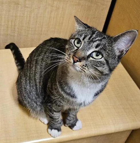 Chicken Licken thumbnail 2