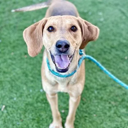 Priscilla thumbnail 2