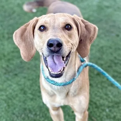 Priscilla thumbnail 3