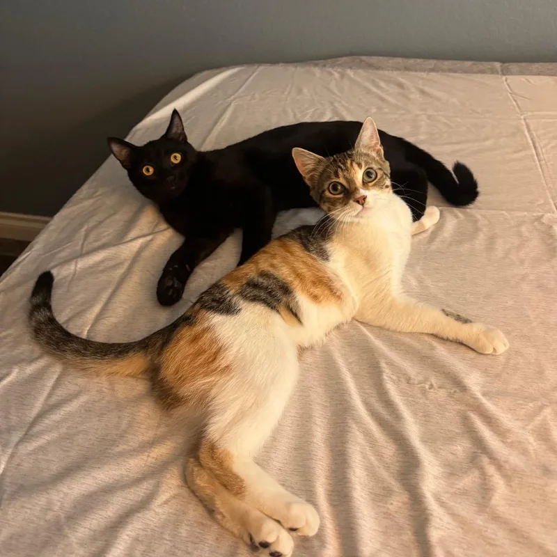 Shrimp Alston thumbnail 2